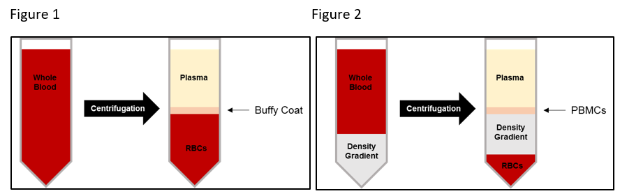 what-really-is-a-buffy-coat